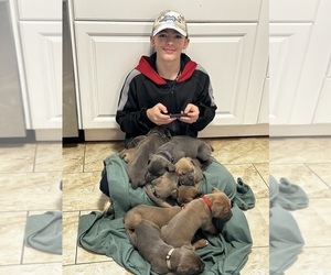 Cane Corso Puppy for sale in PRINEVILLE, OR, USA
