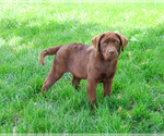 Small #8 Labrador Retriever