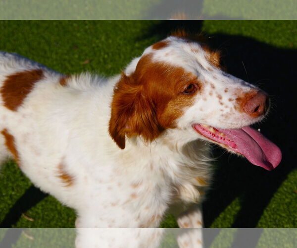 Medium Photo #2 Brittany Puppy For Sale in Curwensville, PA, USA