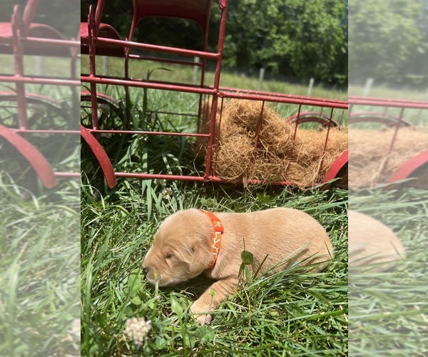 Medium Photo #3 Golden Retriever Puppy For Sale in NEOLA, WV, USA