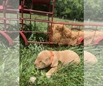 Small #2 Golden Retriever