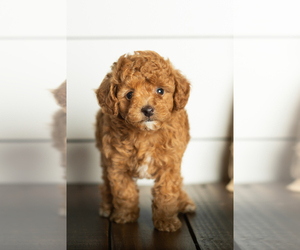 Poodle (Toy) Puppy for sale in MIDDLEBURY, IN, USA
