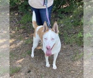 Rosalyn - Female Mutt Dog for Adoption - Photo #6