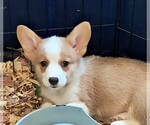 Puppy Orange Collar Pembroke Welsh Corgi