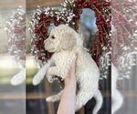 Small Photo #11 Goldendoodle Puppy For Sale in ZEBULON, NC, USA