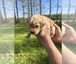 Small #1 Golden Retriever