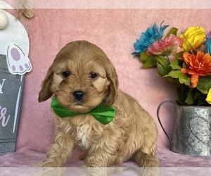 Cavapoo Puppy for sale in LANCASTER, PA, USA