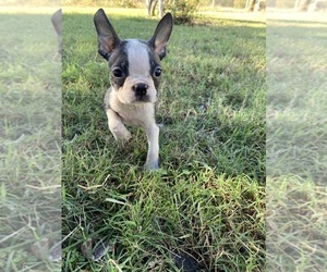 Boston Terrier Puppy for sale in FREDONIA, KS, USA