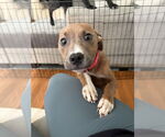 Small American Pit Bull Terrier Mix