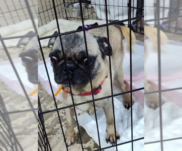 Medium Photo #2 Pug Puppy For Sale in Mukwonago, WI, USA
