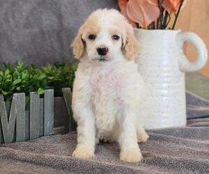 Poodle (Miniature) Puppy for Sale in CLEVELAND, Georgia USA