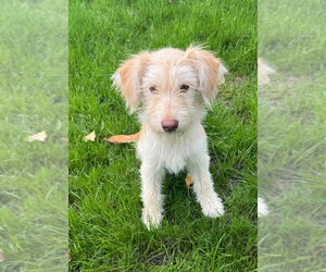 Sasha - Female Mutt Dog for Adoption - Photo #2