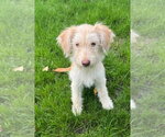 Small Photo #2 Mutt Puppy For Sale in Andover, MN, USA