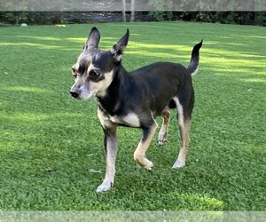 Chihuahua Dogs for adoption in Fort Myers, FL, USA