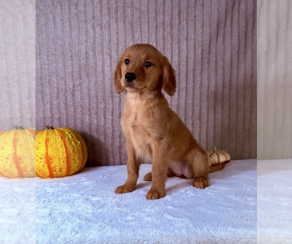 Medium Photo #2 Golden Retriever Puppy For Sale in INDIANAPOLIS, IN, USA