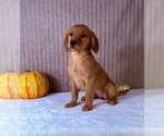 Dalila - Female Golden Retriever Puppy for Sale - Photo #2