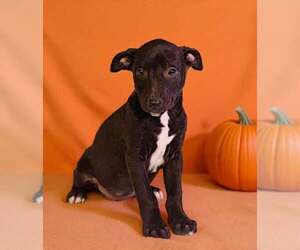 Crissy 26/791 - Female American Pit Bull Terrier-Unknown Mix Dog for Adoption