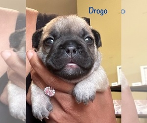 French Bulldog Puppy for Sale in MATOACA, Virginia USA