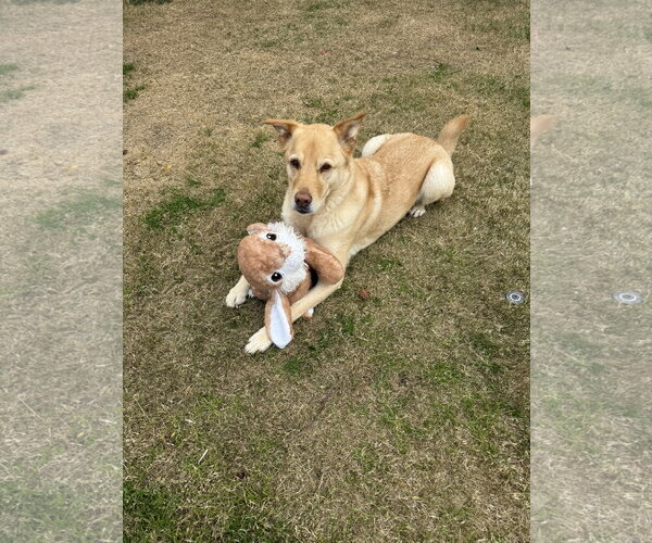 Medium Photo #3 Golden Labrador Puppy For Sale in Chandler, AZ, USA