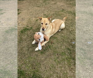 ROBIN - Male Golden Labrador Dog for Adoption - Photo #3
