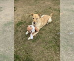 Small #2 Golden Labrador