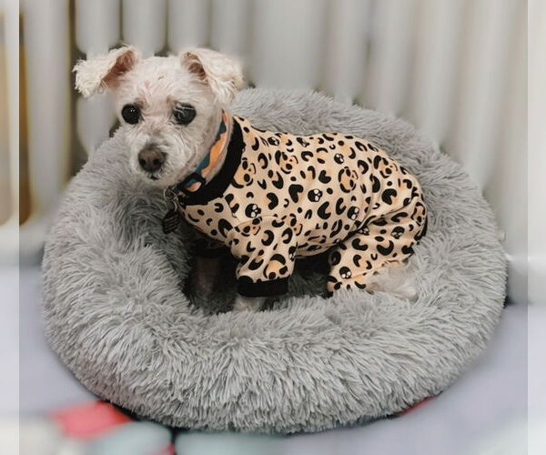 Medium Photo #2 Maltese Puppy For Sale in Menifee, CA, USA