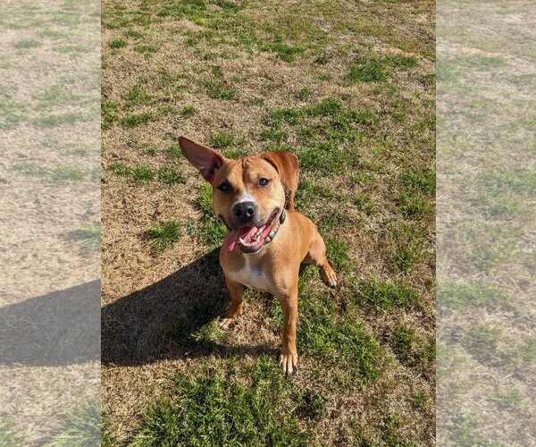 Medium Photo #13 Labrador Retriever-Unknown Mix Puppy For Sale in Greensboro, NC, USA