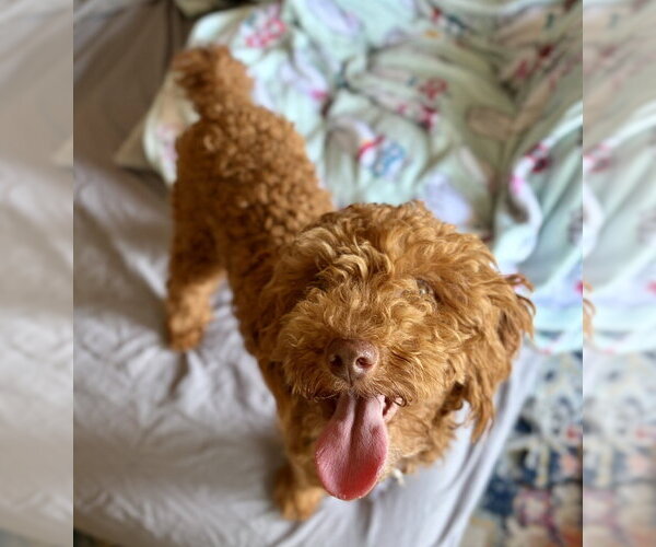 Medium Photo #3 Poodle (Miniature) Puppy For Sale in Oak Bluffs, MA, USA