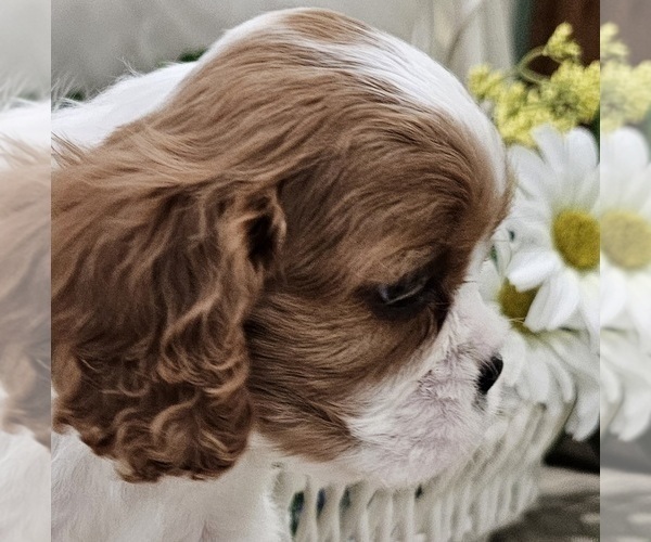 Medium Photo #5 Cavalier King Charles Spaniel Puppy For Sale in NIXA, MO, USA
