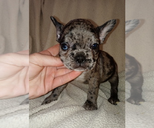 French Bulldog Puppy for sale in LAMAR, MS, USA