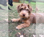 Simba - Male Mutt Dog for Adoption - Small photo