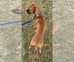 Small #11 Boxer