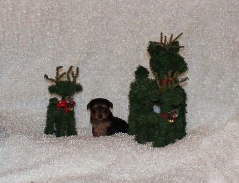 Medium Photo #1 Morkie Puppy For Sale in BONHAM, TX, USA