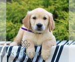 Small #2 Golden Retriever