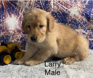 Golden Retriever Puppy for sale in AZLE, TX, USA