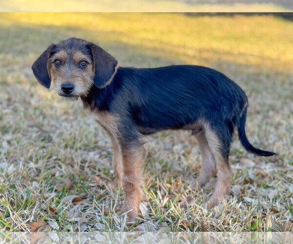 Medium Photo #8 Beagle-Unknown Mix Puppy For Sale in PIPE CREEK, TX, USA