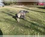 Small #2 Irish Wolfhound