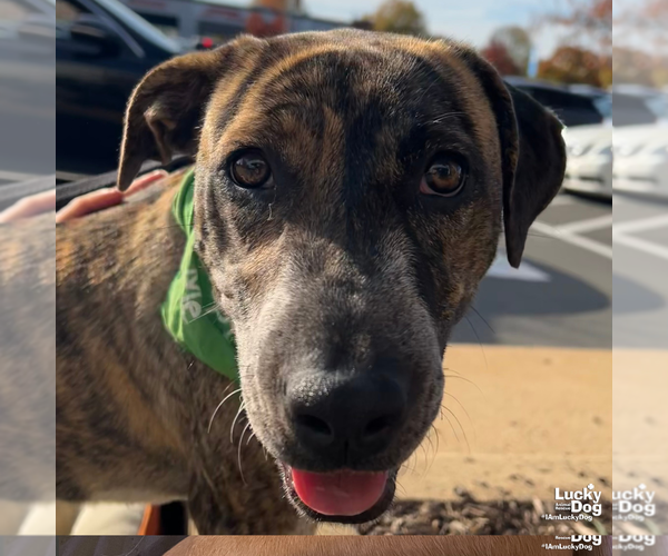 Medium Photo #6 Labrador Retriever-Unknown Mix Puppy For Sale in Washington, DC, USA