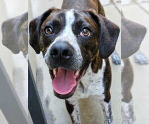 Boston Terrier-Boxer Mix Dogs for adoption in Chicago, IL, USA