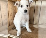 Small Photo #8 Australian Shepherd Puppy For Sale in CHESTERFIELD, MI, USA