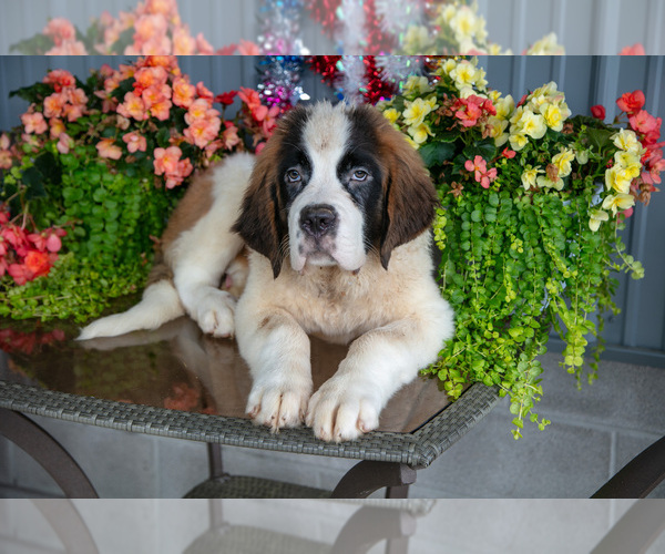 Medium Photo #22 Saint Bernard Puppy For Sale in WEST FARMINGTON, OH, USA
