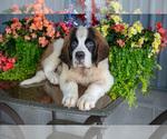 Small Photo #22 Saint Bernard Puppy For Sale in WEST FARMINGTON, OH, USA