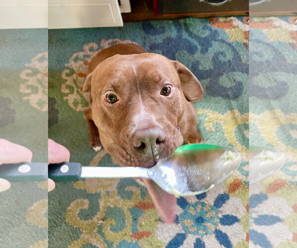 Medium Photo #13 Mutt Puppy For Sale in Mount Laurel, NJ, USA