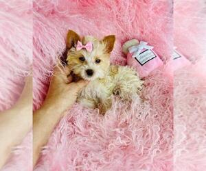 Yorkshire Terrier Puppy for sale in MIAMI, FL, USA