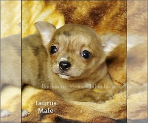 Chihuahua Puppy for sale in NEWPORT, NH, USA
