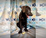 Small #2 Labrador Retriever Mix