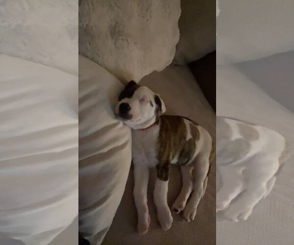 Medium Photo #8 American Staffordshire Terrier-Unknown Mix Puppy For Sale in Duluth, MN, USA