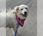 Small #7 Great Pyrenees Mix