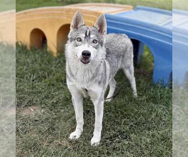 Medium Photo #1 Siberian Husky-Unknown Mix Puppy For Sale in Modesto, CA, USA