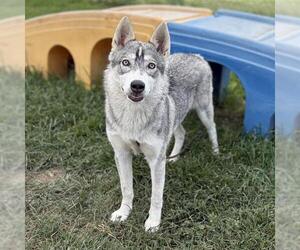 Siberian Husky-Unknown Mix Dogs for adoption in Modesto, CA, USA
